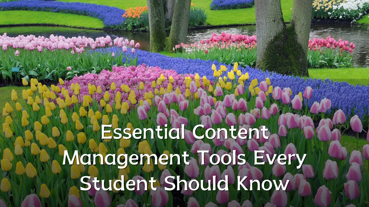 Essential Content Management Tools Every Student Should Know