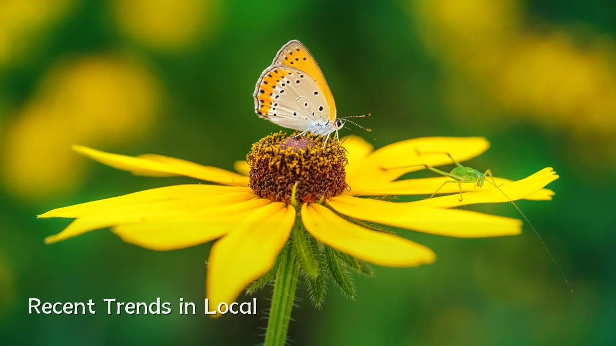 Recent Trends in Local